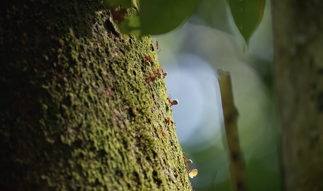 Secret Garden highlights Vietnam’s Ninh Binh landscapes in tourism-promoting music video- Ảnh 6.