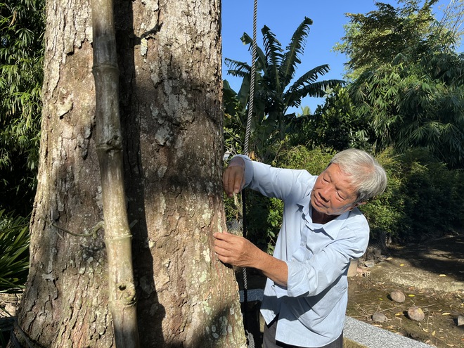 Những "bí ẩn" chưa được giải mã về cây sầu riêng trăm tuổi ở Cần Thơ - Ảnh 1.