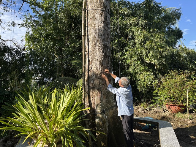 Những "bí ẩn" chưa được giải mã về cây sầu riêng trăm tuổi ở Cần Thơ - Ảnh 2.