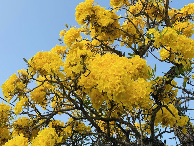 Ngắm con đường hoa kèn vàng siêu hot ở Cần Thơ - Ảnh 6.