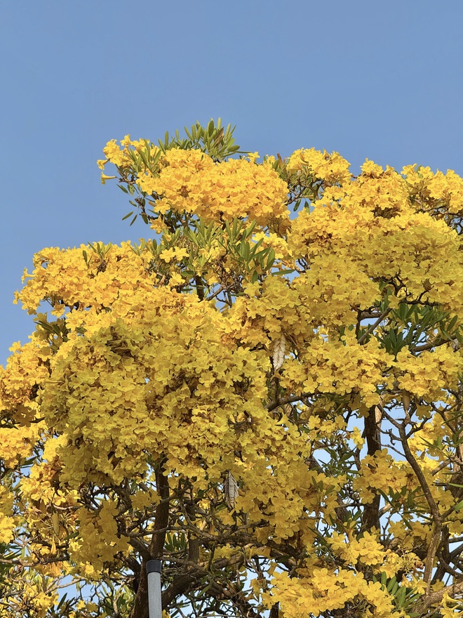 Ngắm con đường hoa kèn vàng siêu hot ở Cần Thơ - Ảnh 7.