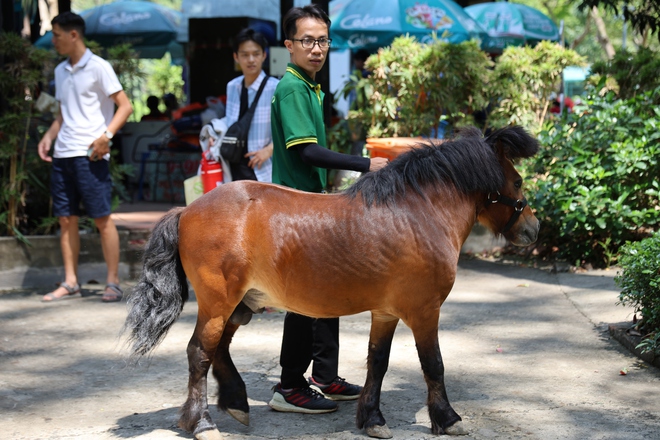 Mừng sinh nhật 162 năm Thảo cầm viên, “fan cứng” hào hứng lên đồ trẩy hội- Ảnh 9. Mừng sinh nhật 162 năm Thảo cầm viên, “fan cứng” hào hứng lên đồ trẩy hội- Ảnh 9.
