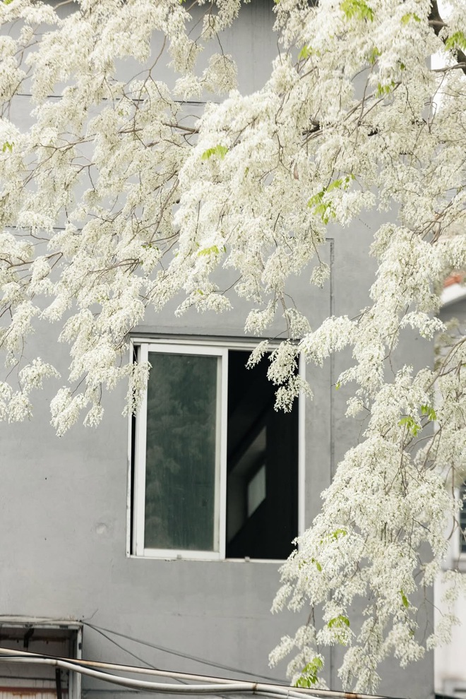 Ngẩn ngơ trước vẻ đẹp tinh khôi của mùa hoa sưa Hà Nộ - Ảnh 5.