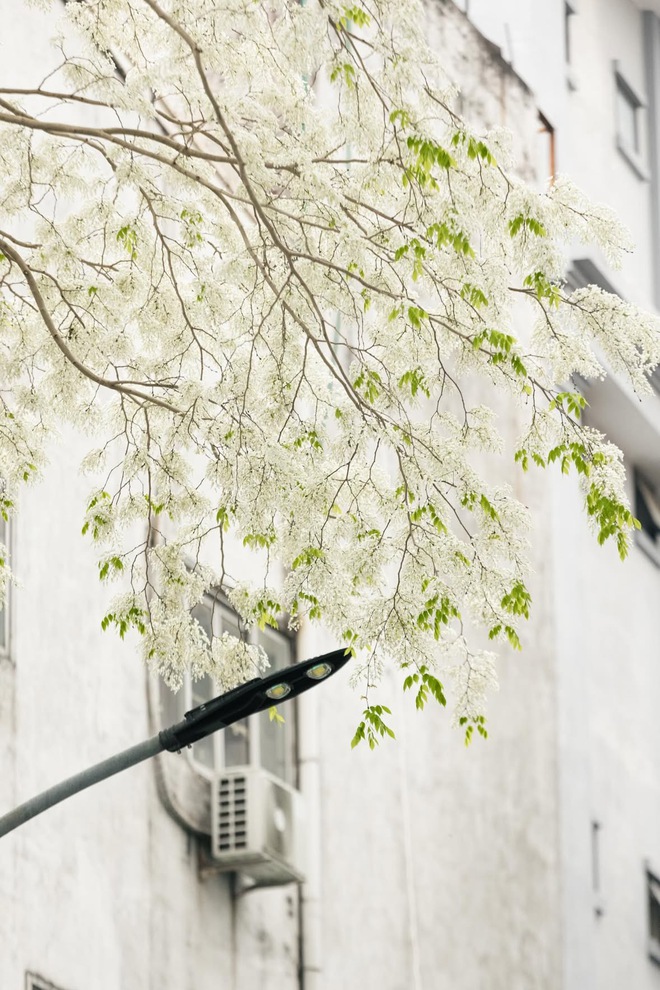 Ngẩn ngơ trước vẻ đẹp tinh khôi của mùa hoa sưa Hà Nộ - Ảnh 6.