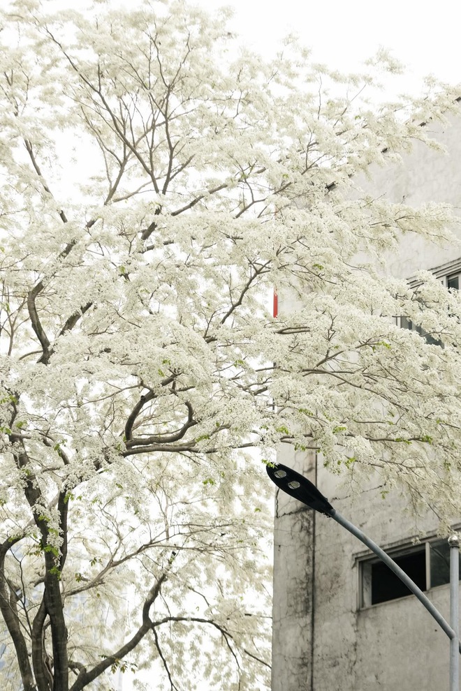 Ngẩn ngơ trước vẻ đẹp tinh khôi của mùa hoa sưa Hà Nộ - Ảnh 4.