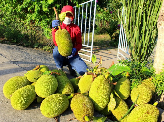 Sứa - Ảnh 2.