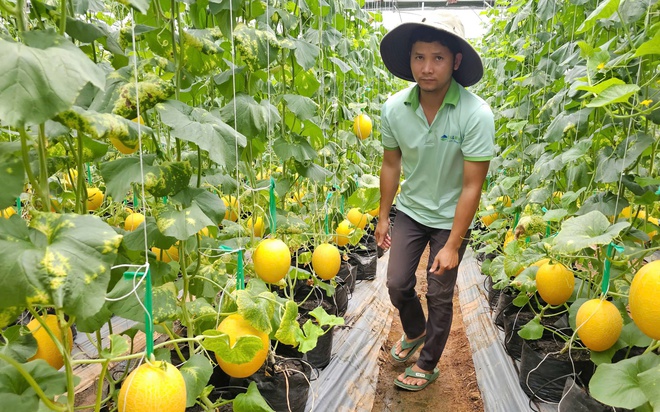 TP.HCM tổ chức cuộc thi đổi mới sáng tạo nông nghiệp, hỗ trợ tới 400 triệu đồng