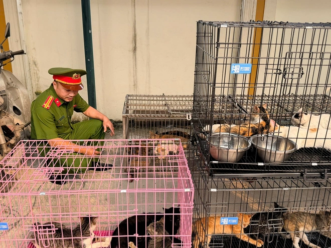 trộm mèo - Ảnh 1.