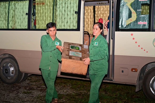 Vietnam receives 28 rare turtles repatriated from South Korea- Ảnh 2. Vietnam receives 28 rare turtles repatriated from South Korea- Ảnh 2.