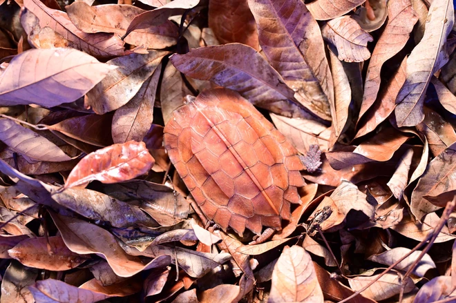 Vietnam receives 28 rare turtles repatriated from South Korea- Ảnh 3. Vietnam receives 28 rare turtles repatriated from South Korea- Ảnh 3.
