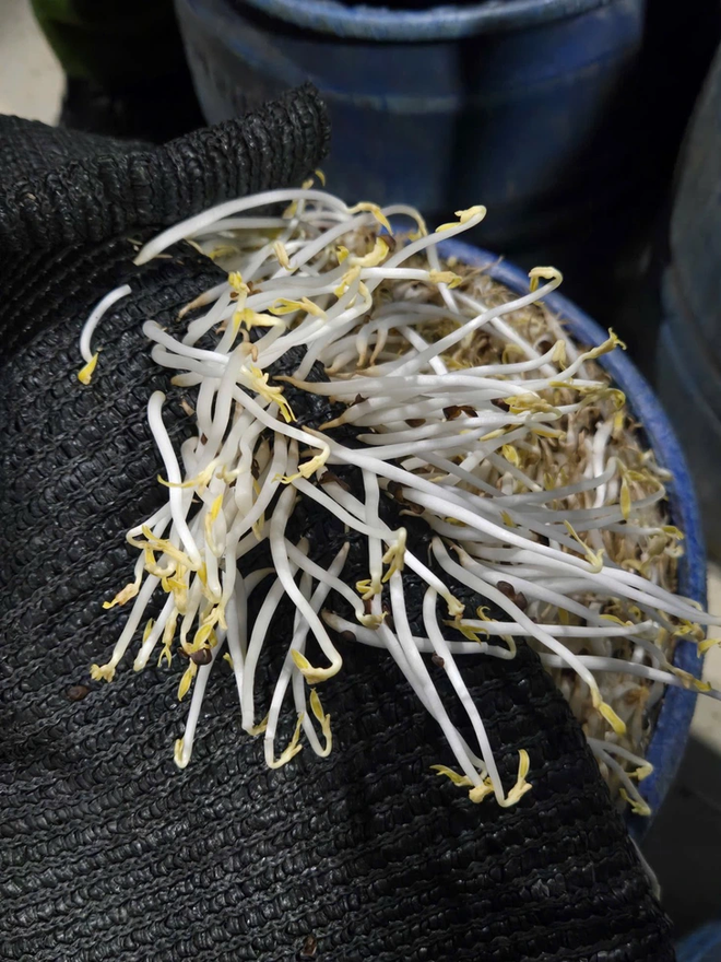 Ho Chi Minh City police arrest 4 for allegedly producing over 1,000 tonnes of bean sprouts with banned chemical - Ảnh 2.