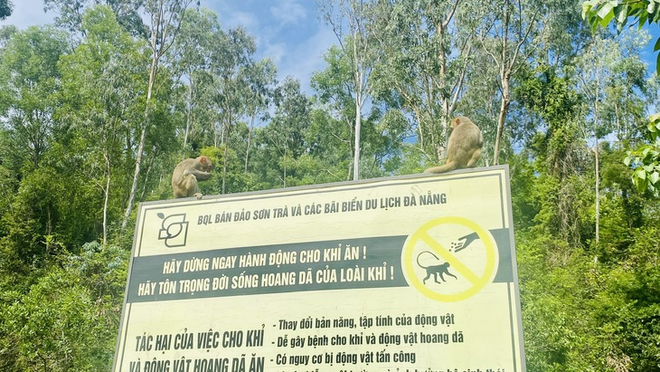 Foreign tourists fascinated by wild monkeys on Da Nang’s Son Tra Peninsula - Ảnh 3.