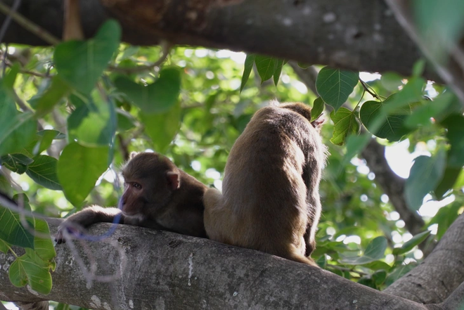 Foreign tourists fascinated by wild monkeys on Da Nang’s Son Tra Peninsula - Ảnh 5.