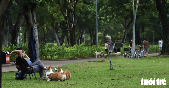 Free-roaming, unmuzzled dogs persist in public spaces in Ho Chi Minh City despite fines- Ảnh 5.