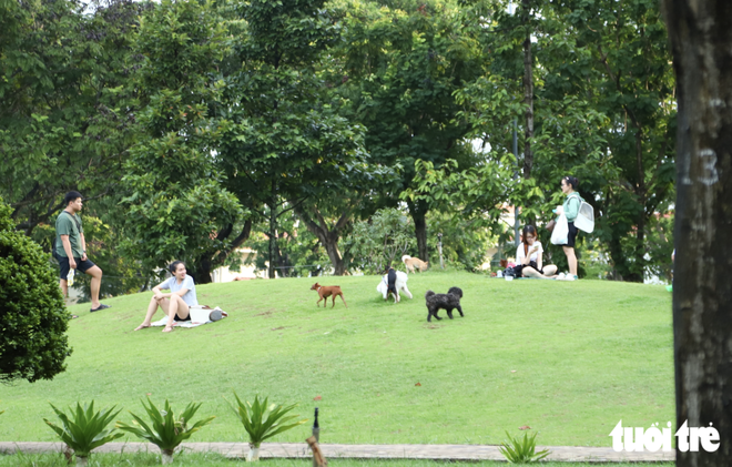 Free-roaming, unmuzzled dogs persist in public spaces in Ho Chi Minh City despite fines- Ảnh 6.