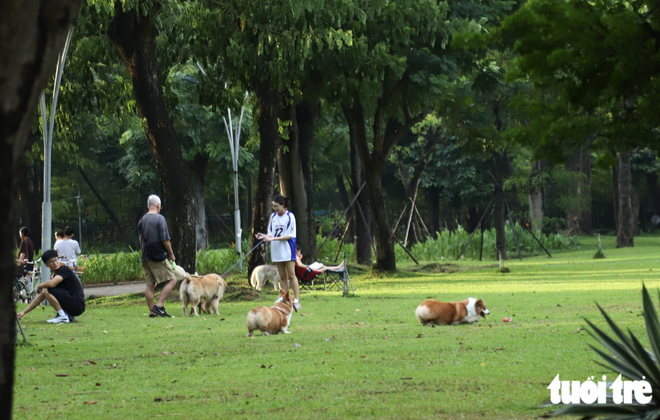 Free-roaming, unmuzzled dogs persist in public spaces in Ho Chi Minh City despite fines- Ảnh 7.