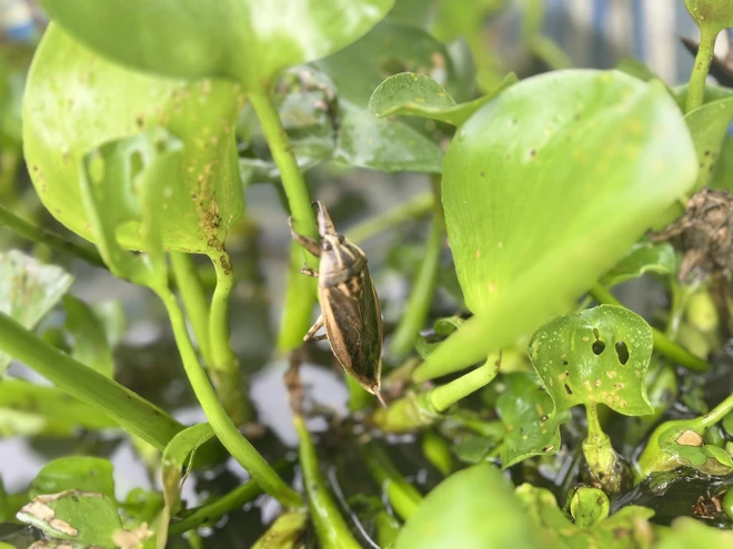 Vietnamese man makes business out of giant water bug farming- Ảnh 4.