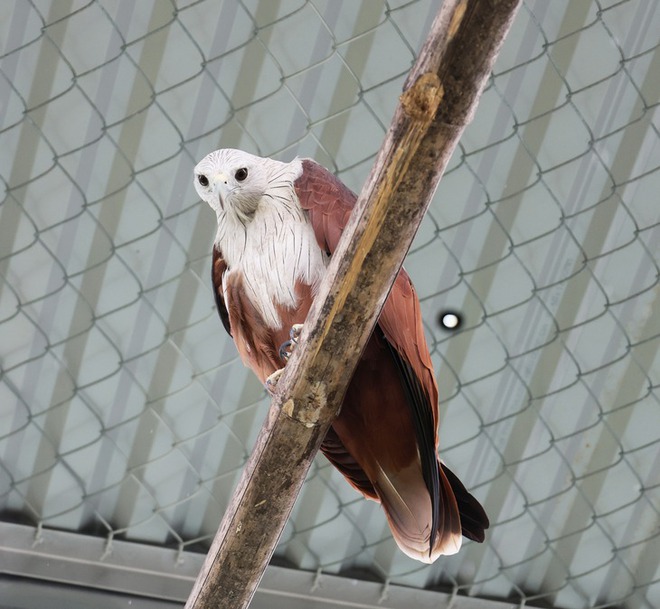 A lifelong home for nearly 200 injured wild animals in Vietnam’s Central Highlands- Ảnh 6.