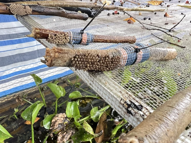 Vietnamese man makes business out of giant water bug farming- Ảnh 3.