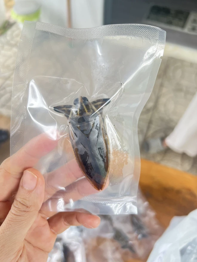 Vietnamese man makes business out of giant water bug farming- Ảnh 6.