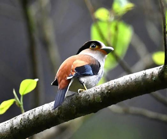 Beyond the caves: Phong Nha-Ke Bang opens new trail for birdwatchers - Ảnh 4.