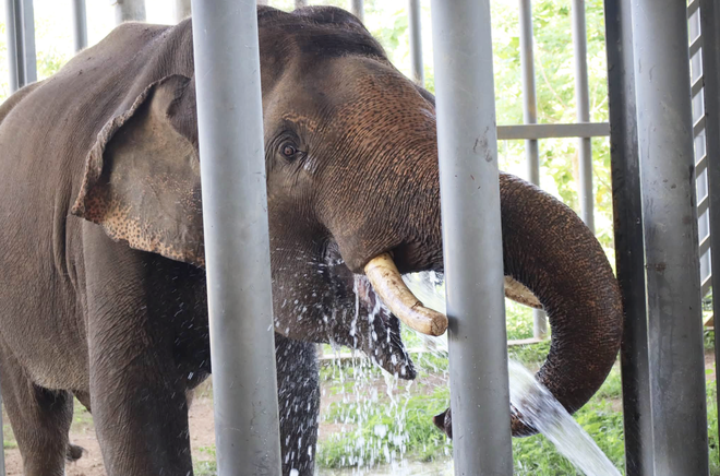 Local, int’l visitors see elephants, rare wildlife up close in Vietnam’s Central Highlands - Ảnh 1.