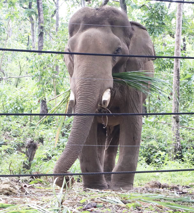Local, int’l visitors see elephants, rare wildlife up close in Vietnam’s Central Highlands - Ảnh 2.