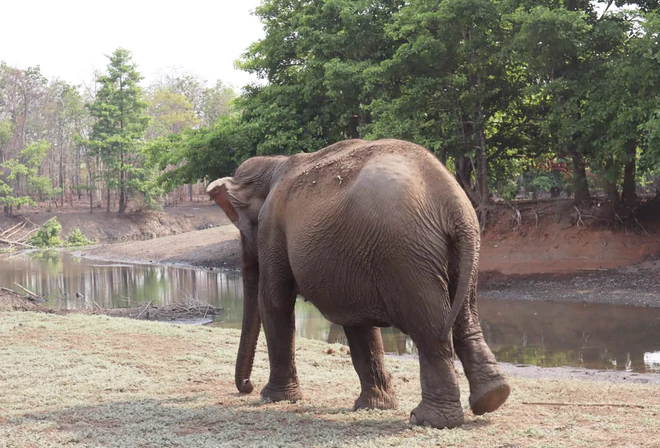 Local, int’l visitors see elephants, rare wildlife up close in Vietnam’s Central Highlands - Ảnh 3.