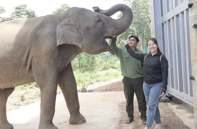 Local, int’l visitors see elephants, rare wildlife up close in Vietnam’s Central Highlands - Ảnh 11.