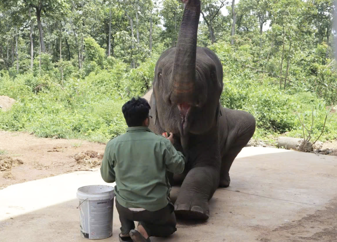 Local, int’l visitors see elephants, rare wildlife up close in Vietnam’s Central Highlands - Ảnh 12.