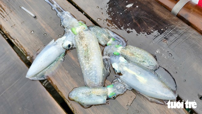 What is 'chasing squid' that earns Vietnamese fishermen millions of dong a day?- Ảnh 3.