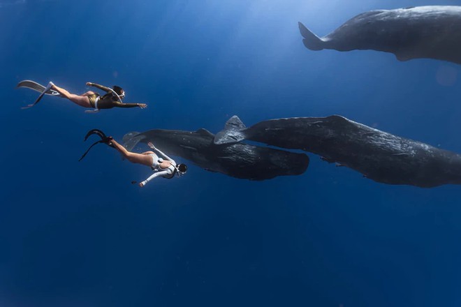 Vietnamese divers swim alongside sperm whales in Mauritius - Ảnh 3.