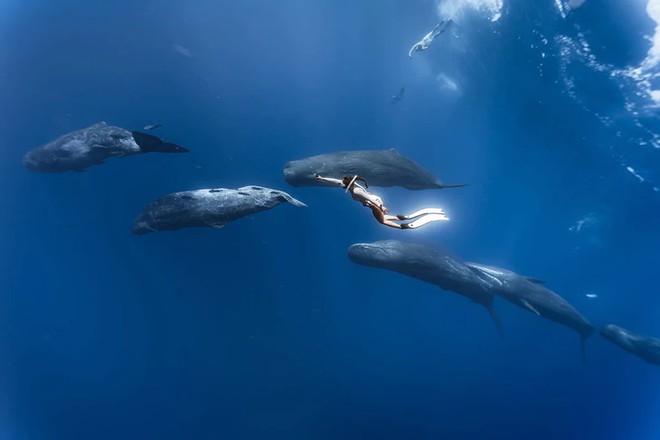 Vietnamese divers swim alongside sperm whales in Mauritius - Ảnh 4.
