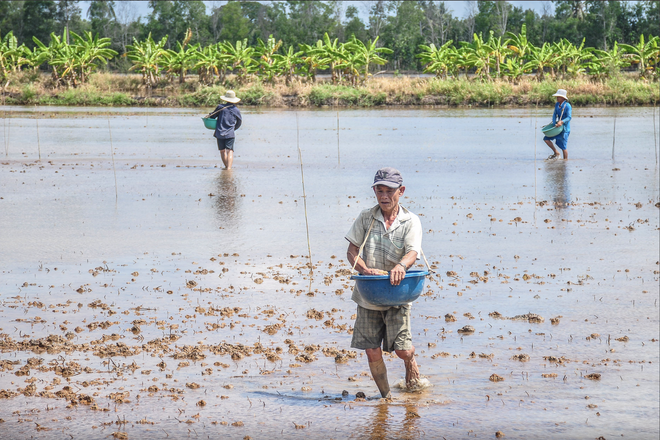 A meal in the fields: Savoring rice in Vietnam’s Mekong Delta- Ảnh 3.