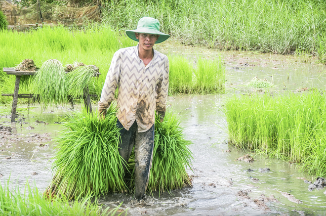 A meal in the fields: Savoring rice in Vietnam’s Mekong Delta- Ảnh 4.