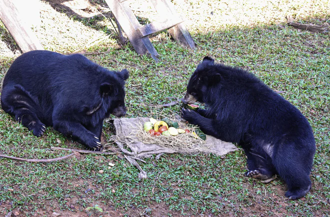Rescued bears begin new lives after years of captivity in Vietnam- Ảnh 1.