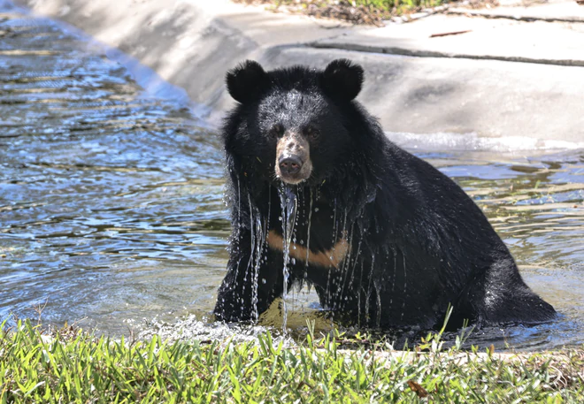 Rescued bears begin new lives after years of captivity in Vietnam- Ảnh 2.
