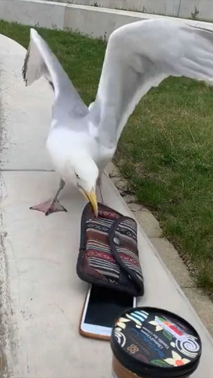 Khoảnh khắc đẹp hải âu ‘săn’ cá đồng ở khu lấn biển Rạch Giá  - Ảnh 7.