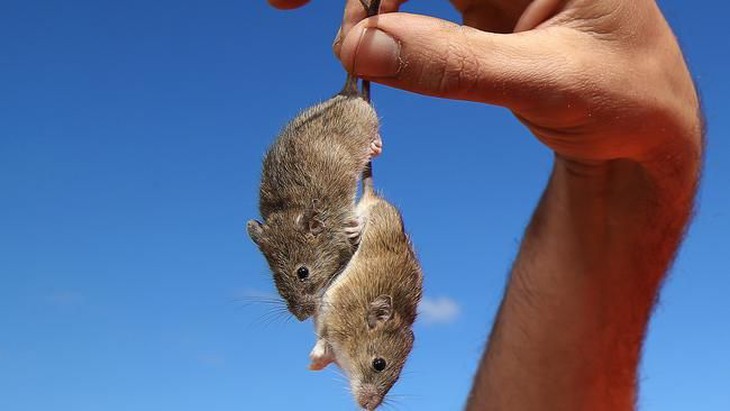 Chuột phá mùa màng Australia, PETA kêu gọi "hãy thương động vật"