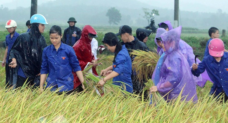 Hàng ngàn đoàn viên thanh niên Thanh Hóa giúp dân gặt lúa chạy lụt - Ảnh 1.