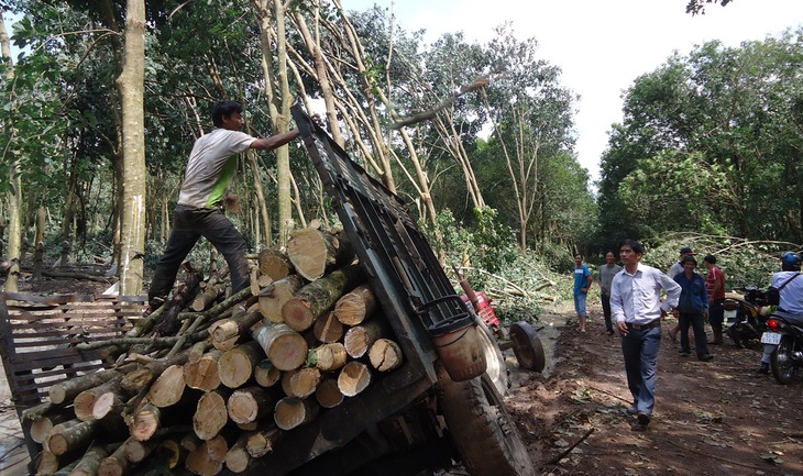 Đóng cửa rừng, giá gỗ cao su tăng kỷ lục - Ảnh 1.