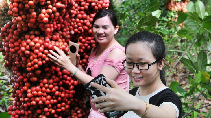 Đi Phú Yên ngắm vườn cây đỏ, ăn trái đỏ chua lè lưỡi