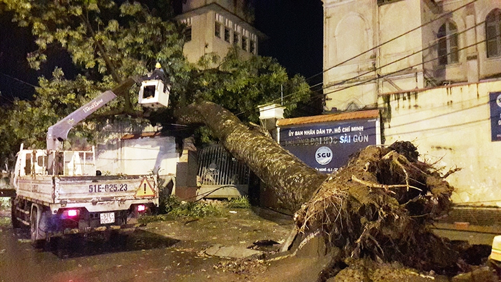 Sau cơn giông, cổ thụ bật gốc đổ ập xuống trường học - Ảnh 1. Sau cơn giông, cổ thụ bật gốc đổ ập xuống trường học - Ảnh 1.