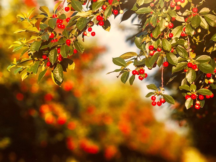 Nấu ăn vào mùa cherry chín cùng vua bếp Ngô Thanh Hòa - Ảnh 9.