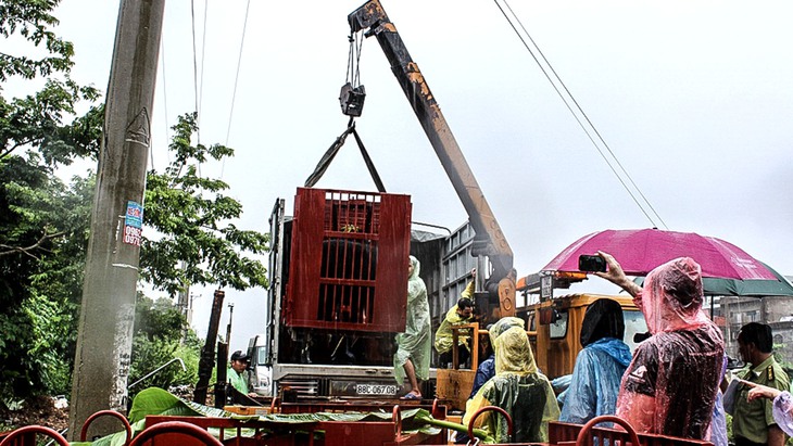 Hồi sinh những chú gấu bị nuôi nhốt lấy mật - Ảnh 8.