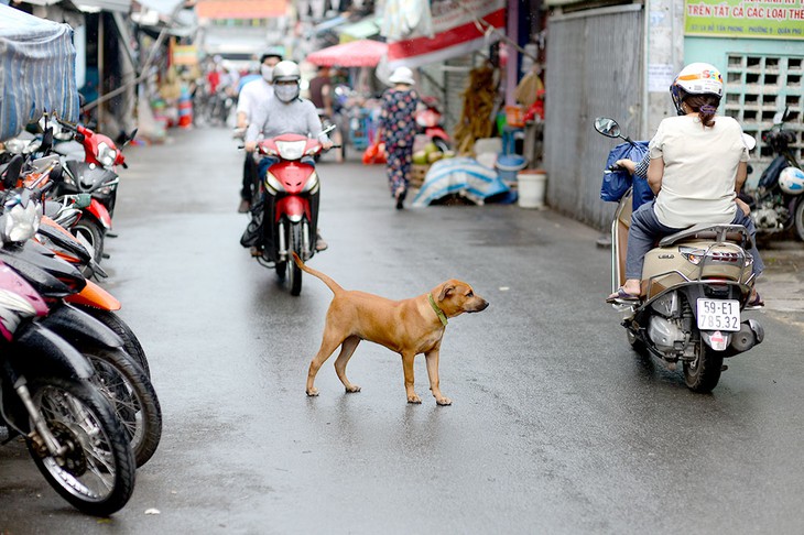 Yêu cầu thống kê chính xác số hộ nuôi chó, mèo và số chó, mèo ở từng khu dân cư - Ảnh 1.