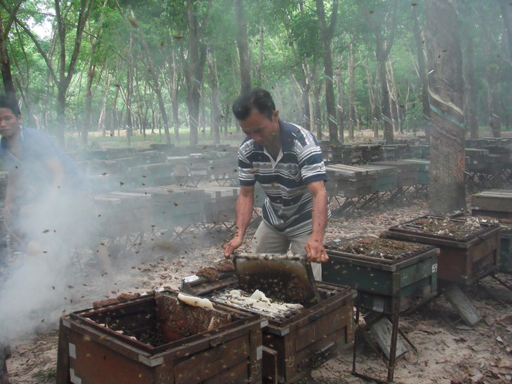 Châu Âu là thị trường hứa hẹn của mật ong Việt Nam - Ảnh 1.