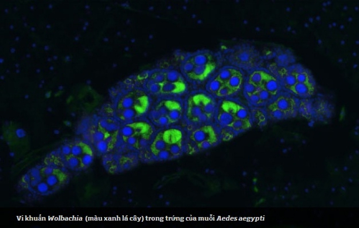 Mở rộng ứng dụng muỗi Wolbachia để phòng sốt xuất huyết - Ảnh 1.