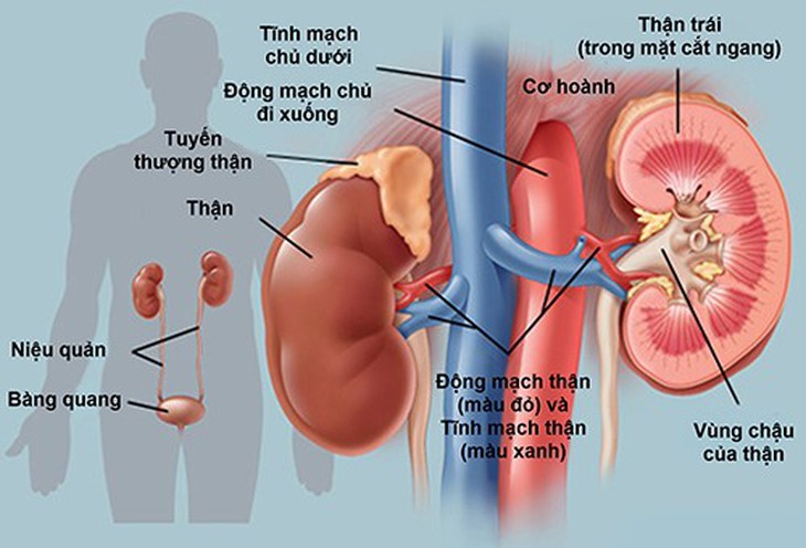 Các biện pháp phòng ngừa suy giảm chức năng thận - Ảnh 1.