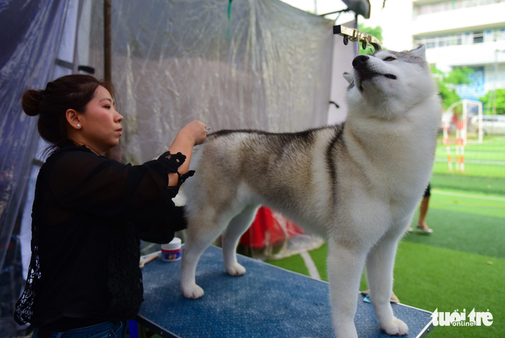 Xem cún cưng tranh tài trong Dog show 2017 tại Sài Gòn - Ảnh 3.